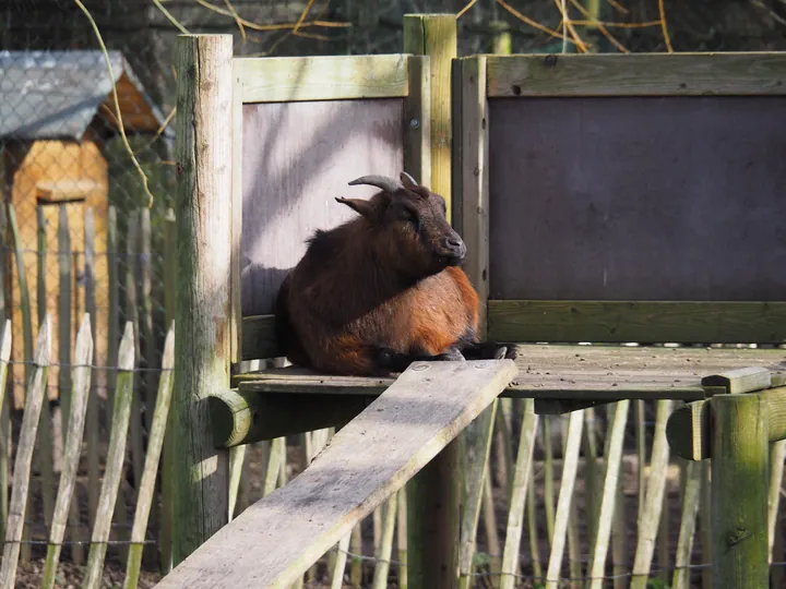 Lens Polder Petting zoo in Newport (Belgium)